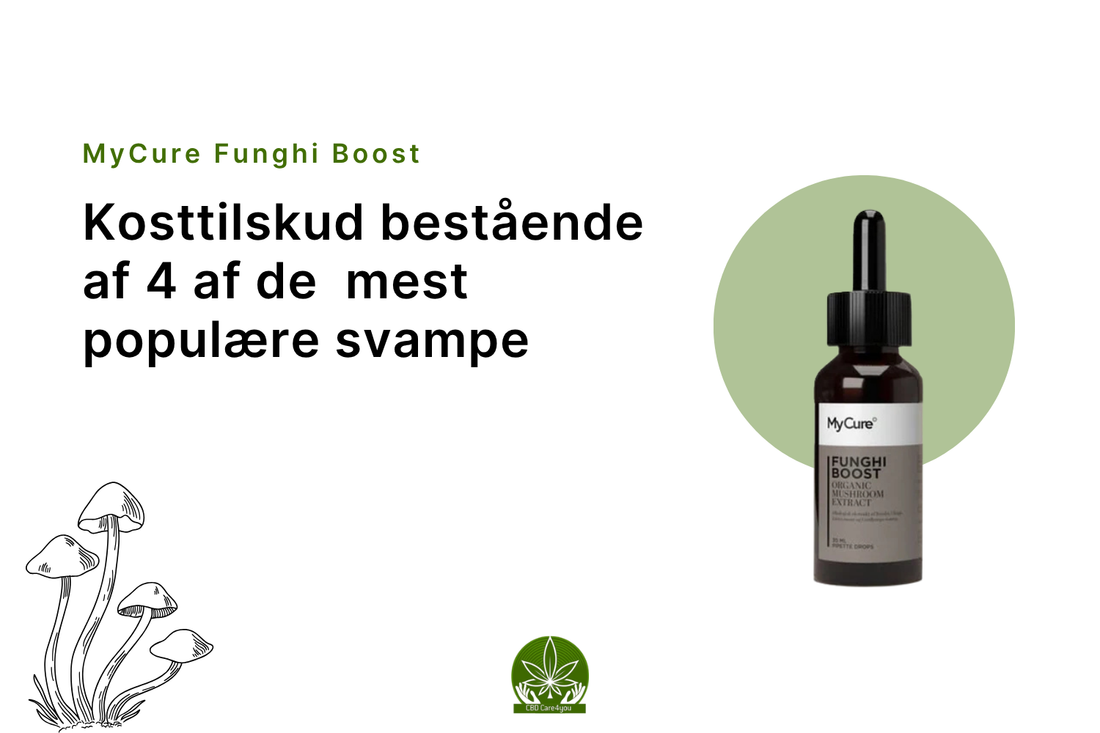 Hvorfor bør du tage svampemix?