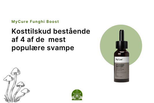 Hvorfor bør du tage svampemix?