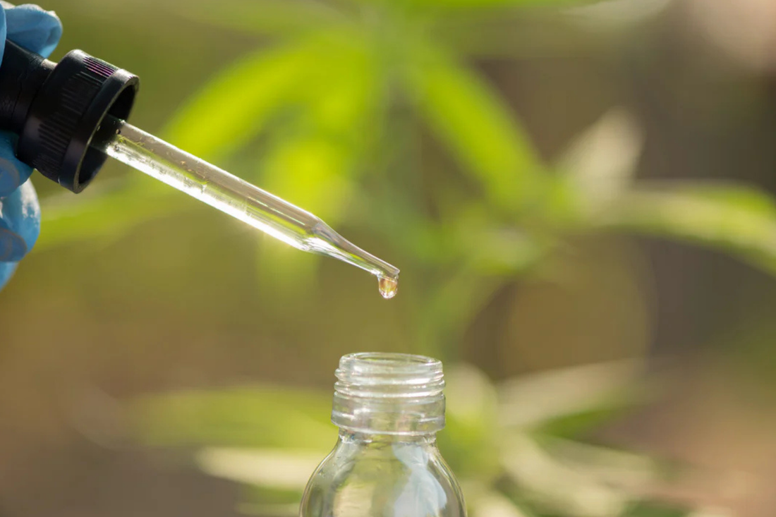 Et billed af en pipette der drypper en enkelt dråbe ned i en lille flaske. I baggrunden der er slørede hemp planter.